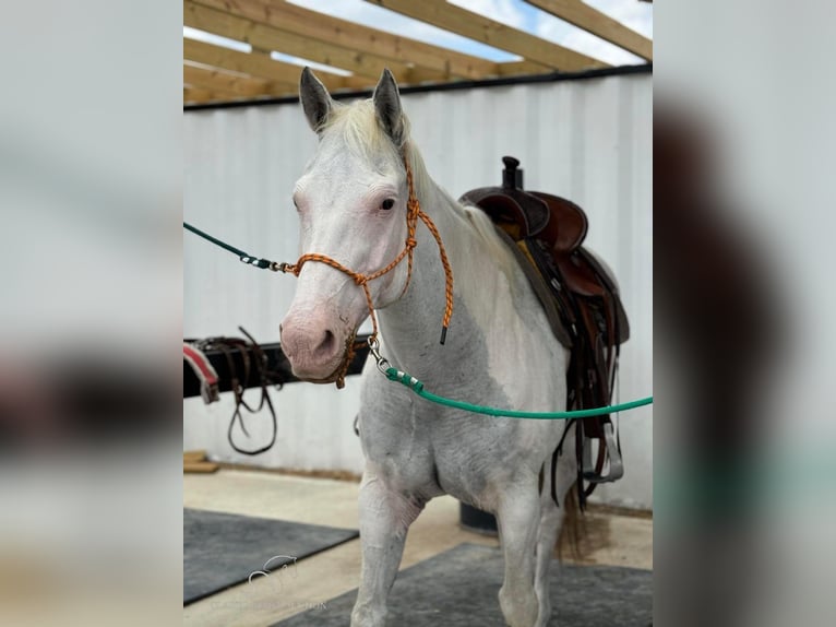 Paint Horse Klacz 14 lat 152 cm Siwa in Fort Pierce, FL