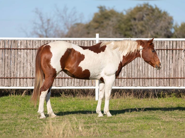 Paint Horse Klacz 14 lat 152 cm in Weatherford TX