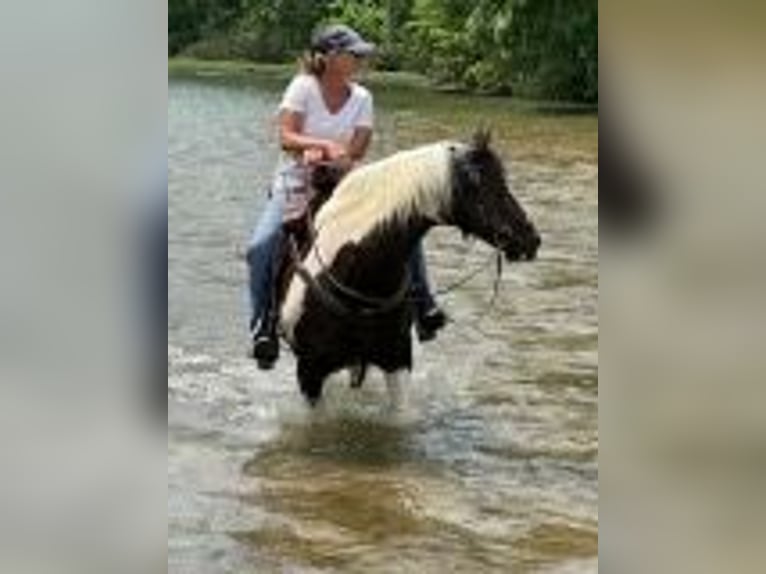 Paint Horse Klacz 15 lat 152 cm Tobiano wszelkich maści in bORDEN in