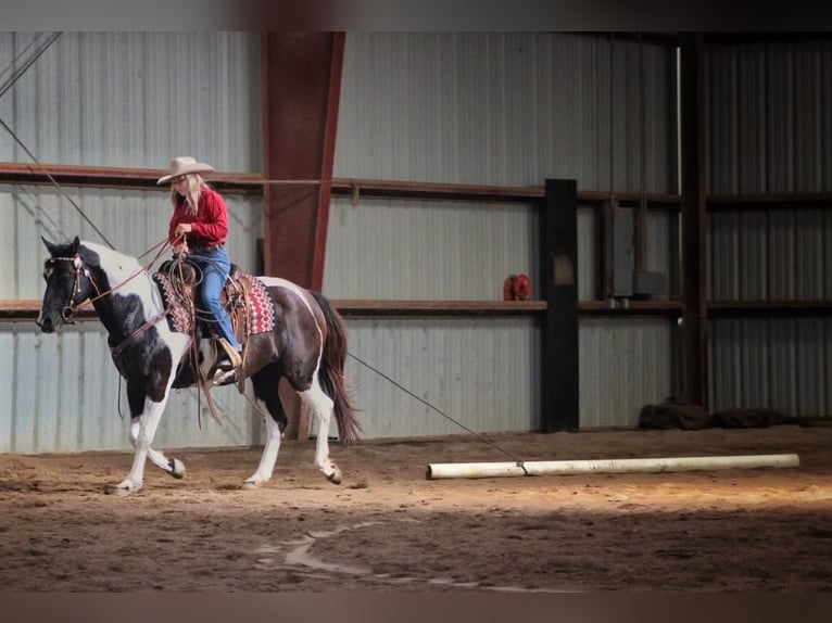 Paint Horse Klacz 15 lat 152 cm Tobiano wszelkich maści in bORDEN in