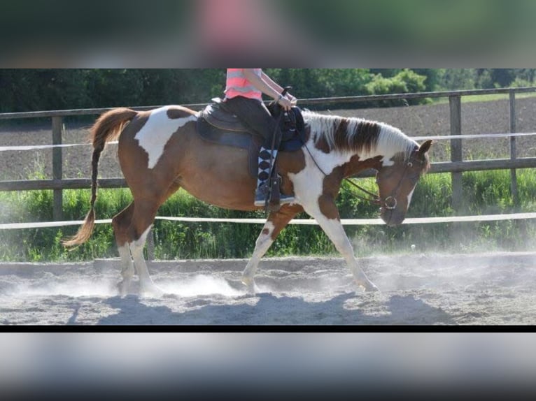 Paint Horse Klacz 16 lat 145 cm Srokata in Velden