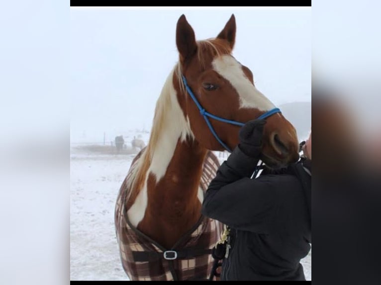Paint Horse Klacz 16 lat 145 cm Srokata in Velden