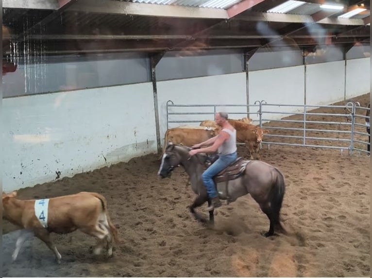 Paint Horse Klacz 16 lat 150 cm Grullo in Maria Hoop Paint Horse Klacz 16 lat 150 cm Grullo in Maria Hoop