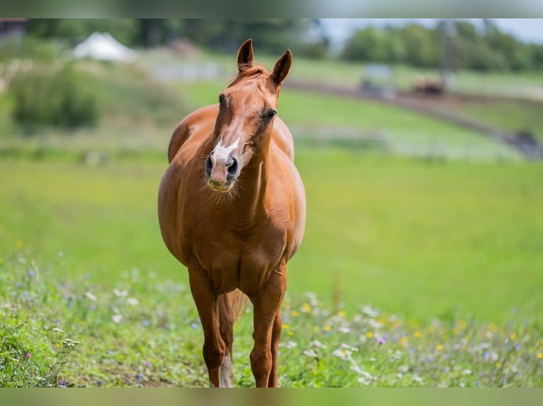 Paint Horse Klacz 17 lat 148 cm Kasztanowata in Grenchen