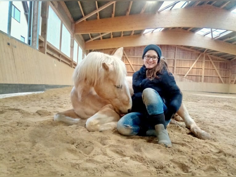 Paint Horse Klacz 18 lat 149 cm Tobiano wszelkich maści in Brensbach