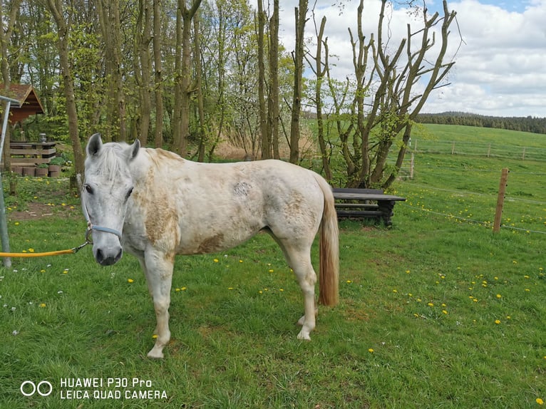 Paint Horse Klacz 19 lat 155 cm Siwa jabłkowita in BETTELDORF