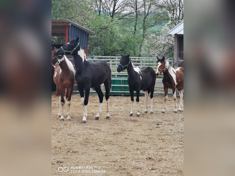 Paint Horse Klacz 19 lat 155 cm Siwa jabłkowita in BETTELDORF