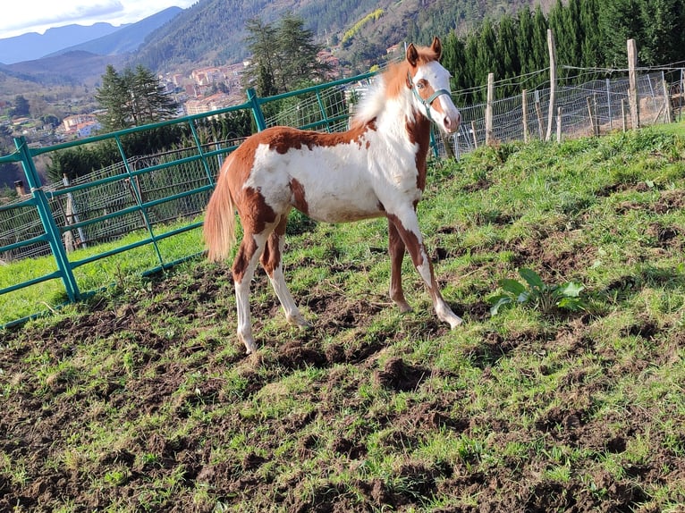 Paint Horse Klacz 1 Rok 140 cm Overo wszelkich maści in Balmaseda