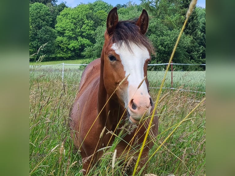 Paint Horse Klacz 1 Rok 150 cm Gniada in Neukirch/Lausitz