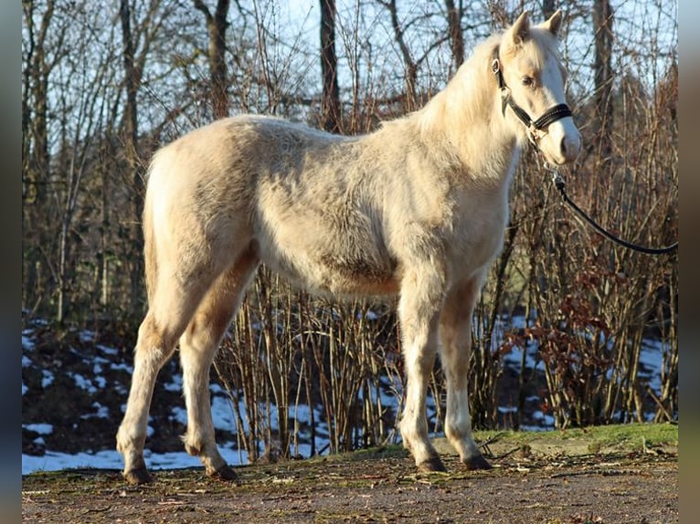 Paint Horse Klacz 1 Rok 150 cm Izabelowata in Hellenthal