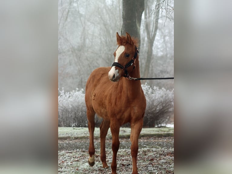 Paint Horse Klacz 1 Rok 150 cm in Hellenthal