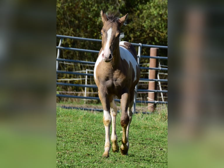 Paint Horse Klacz 1 Rok 150 cm in Buchbach