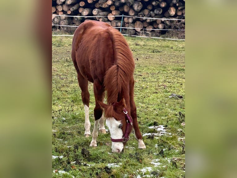 Paint Horse Klacz 1 Rok 150 cm Overo wszelkich maści in Steinebrunn