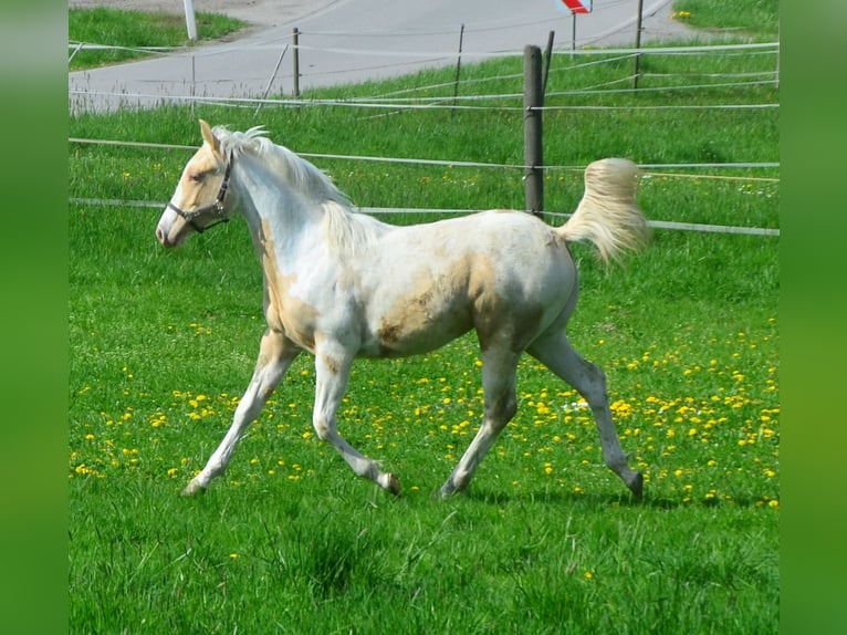 Paint Horse Klacz 1 Rok 150 cm Szampańska in Buchbach