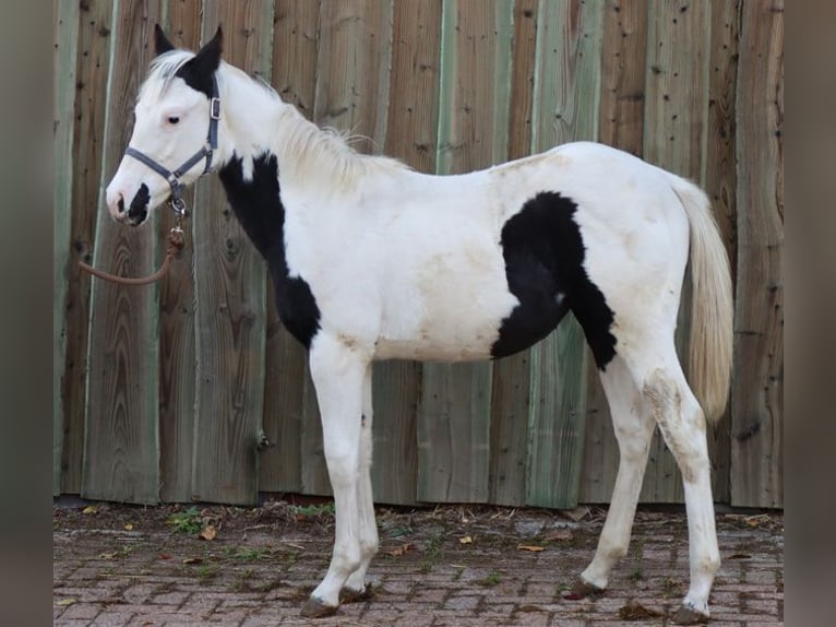 Paint Horse Klacz 1 Rok 150 cm Tovero wszelkich maści in Hellenthal