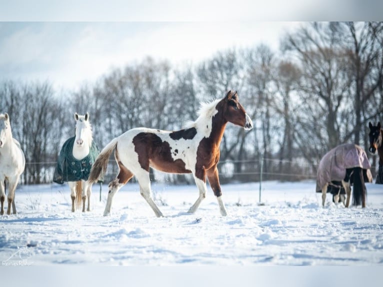 Paint Horse Klacz 1 Rok 152 cm Tobiano wszelkich maści in Danstedt