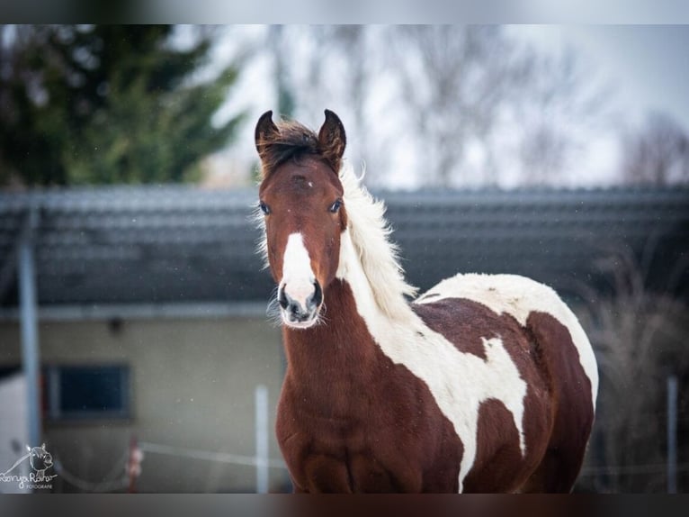 Paint Horse Klacz 1 Rok 152 cm Tobiano wszelkich maści in Danstedt