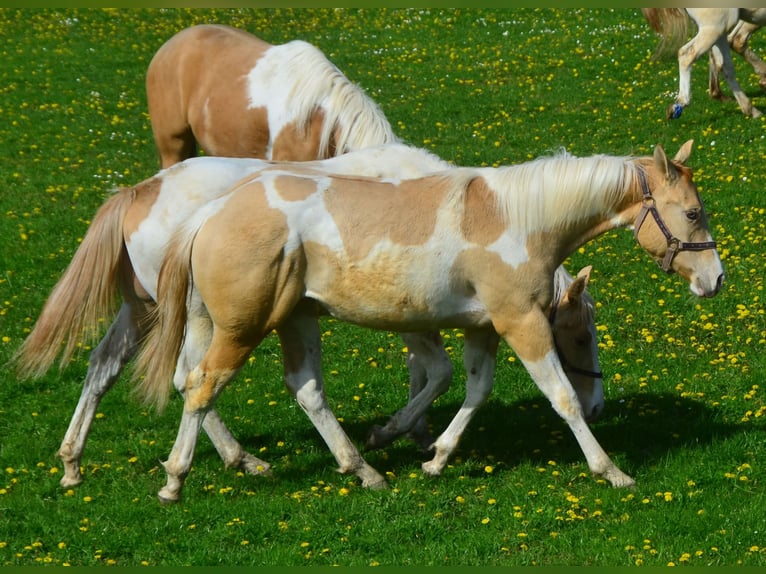 Paint Horse Klacz 1 Rok 155 cm Srokata in Buchbach
