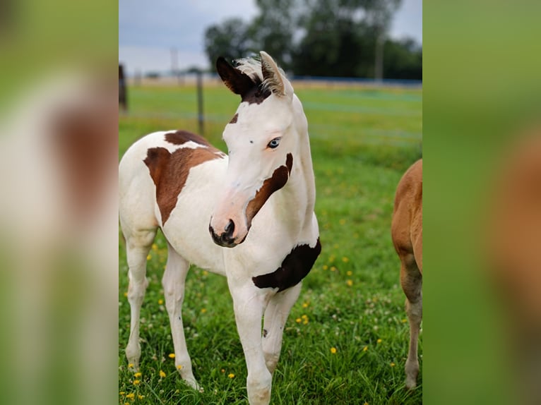 Paint Horse Klacz 1 Rok 163 cm Tovero wszelkich maści in Strmilov