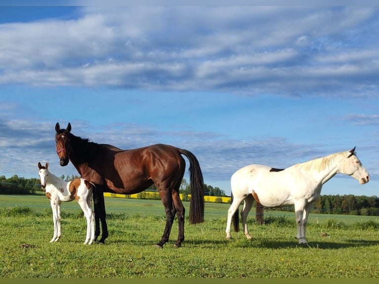 Paint Horse Klacz 1 Rok 163 cm Tovero wszelkich maści in Strmilov