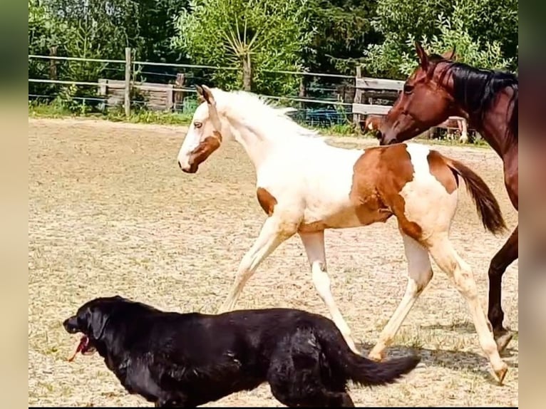 Paint Horse Klacz 1 Rok 163 cm Tovero wszelkich maści in Strmilov