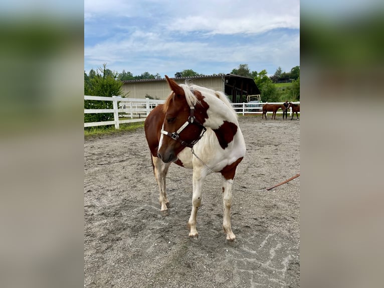 Paint Horse Klacz 1 Rok Tobiano wszelkich maści in Rheinfelden