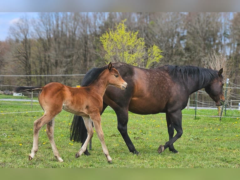 Paint Horse Klacz 2 lat 145 cm Gniada in AmorbachAmorbach