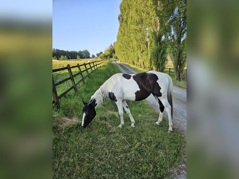 Paint Horse Klacz 2 lat 145 cm Tobiano wszelkich maści in MONTMOREAU