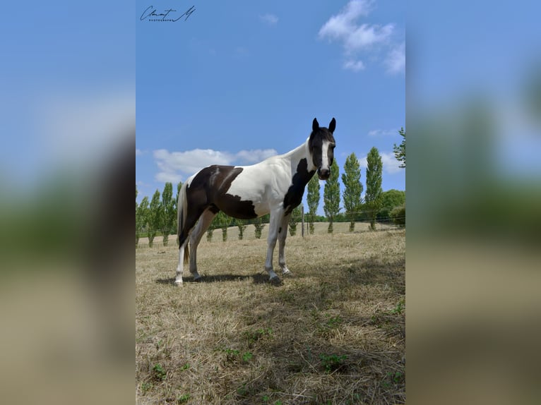 Paint Horse Klacz 2 lat 145 cm Tobiano wszelkich maści in MONTMOREAU