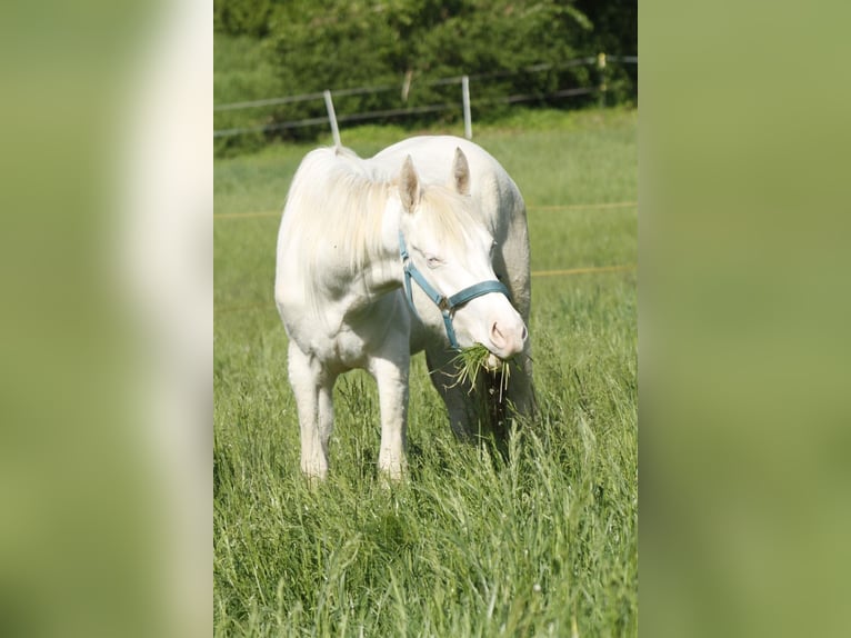 Paint Horse Klacz 2 lat 148 cm Overo wszelkich maści in Warburg