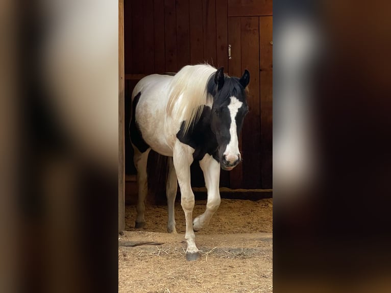 Paint Horse Klacz 2 lat 148 cm Tobiano wszelkich maści in Gro&#xDF;volderberg