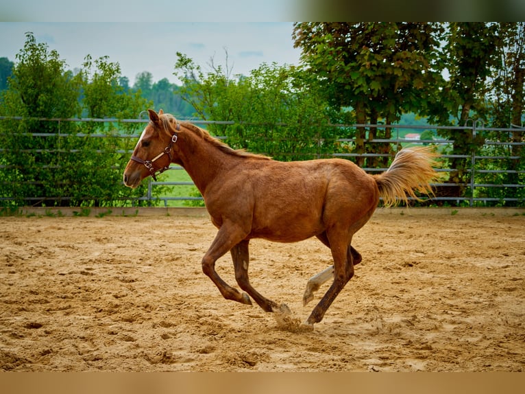 Paint Horse Klacz 2 lat 150 cm Kasztanowata in Eggenthal