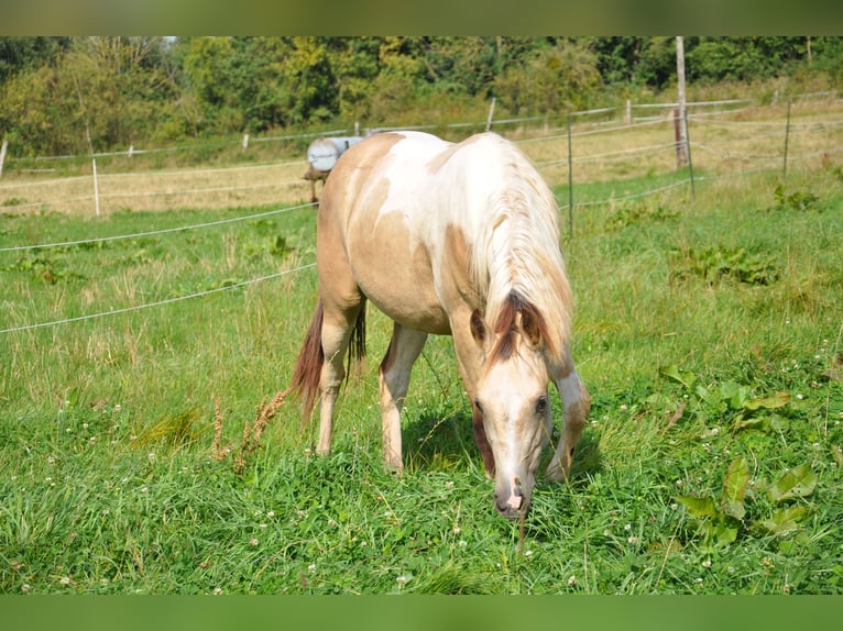 Paint Horse Klacz 2 lat 150 cm Tobiano wszelkich maści in Bückeburg Evesen Paint Horse Klacz 2 lat 150 cm Tobiano wszelkich maści in Bückeburg Evesen