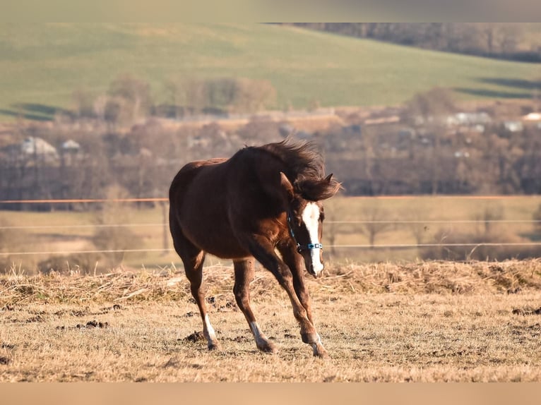 Paint Horse Klacz 2 lat 152 cm Ciemnokasztanowata in Christes