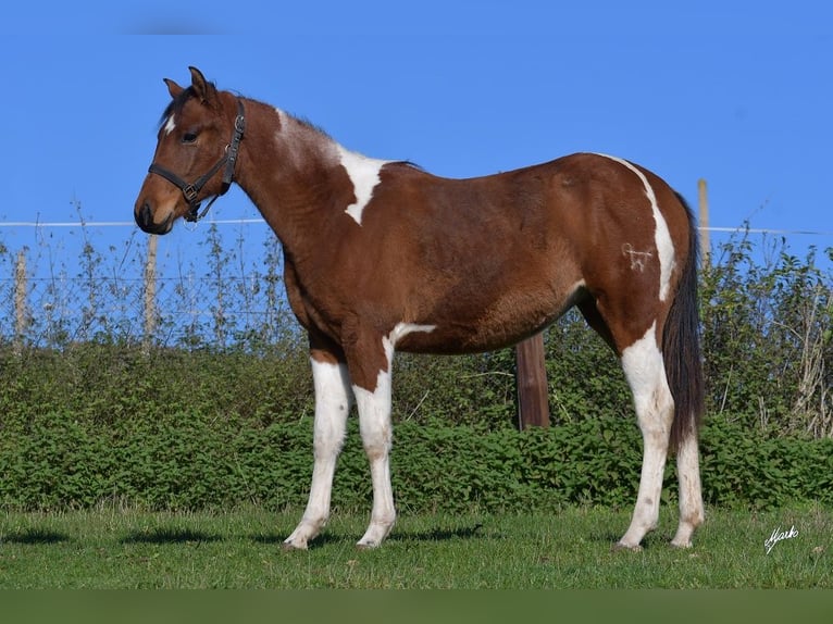 Paint Horse Klacz 2 lat 155 cm Tobiano wszelkich maści in Dolní Hbity