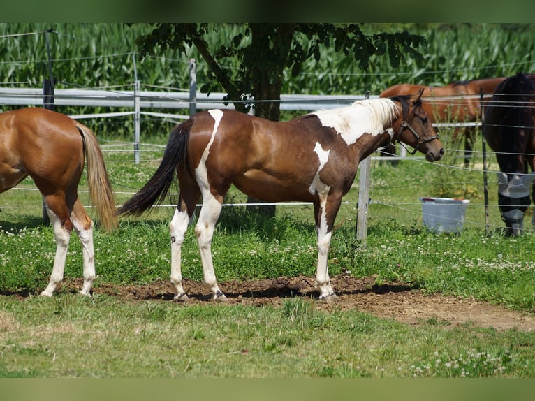 Paint Horse Klacz 2 lat 155 cm Tobiano wszelkich maści in Langenau