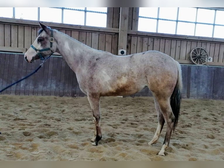 Paint Horse Klacz 2 lat 158 cm Overo wszelkich maści in Haldenwang