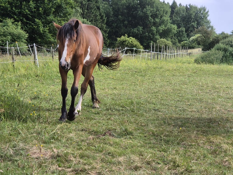 Paint Horse Mix Klacz 2 lat 160 cm Srokata in Dahlem
