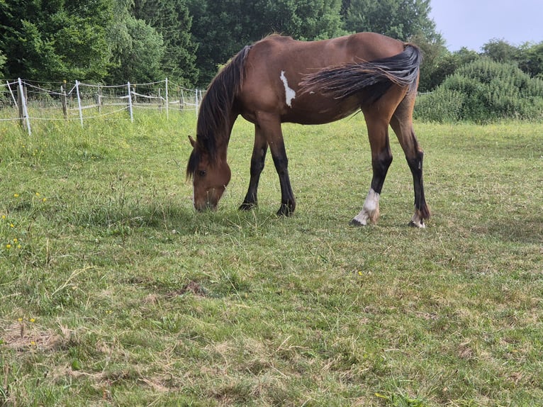 Paint Horse Mix Klacz 2 lat 160 cm Srokata in Dahlem
