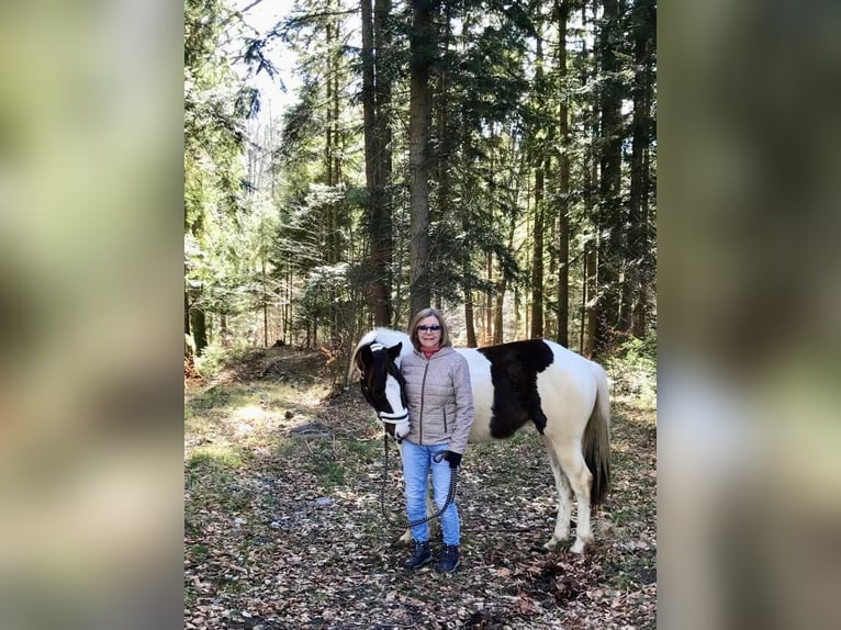 Paint Horse Klacz 2 lat Tobiano wszelkich maści in Bernau am Chiemsee