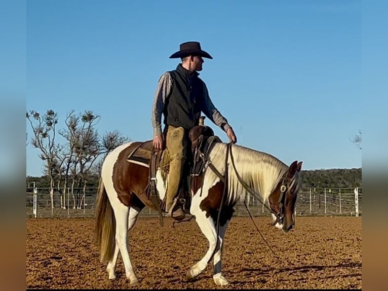 Paint Horse Klacz 3 lat 145 cm Tobiano wszelkich maści in Graham, TX