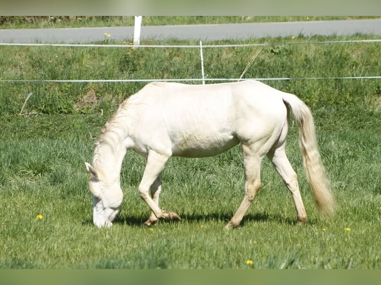Paint Horse Klacz 3 lat 150 cm Perlino in Warburg