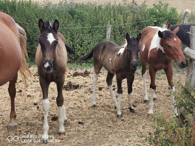 Paint Horse Klacz 3 lat 150 cm Tobiano wszelkich maści in betteldorf