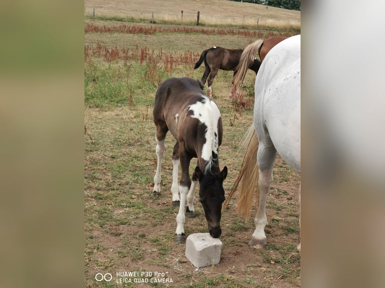 Paint Horse Klacz 3 lat 150 cm Tobiano wszelkich maści in betteldorf