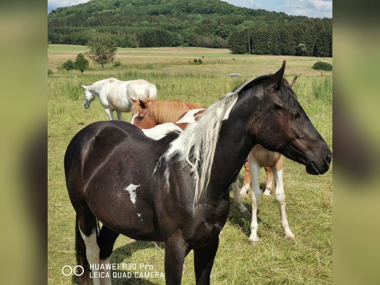 Paint Horse Klacz 3 lat 150 cm Tobiano wszelkich maści in betteldorf