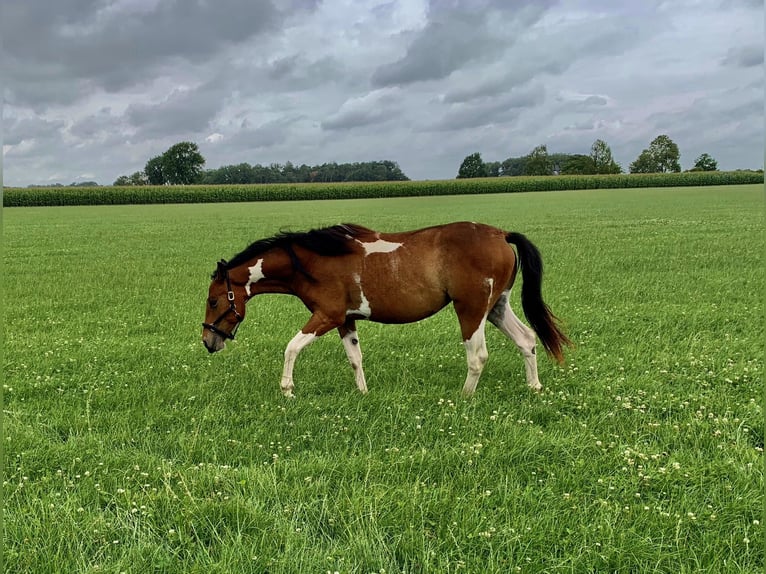 Paint Horse Klacz 3 lat 150 cm Tobiano wszelkich maści in Asendorf