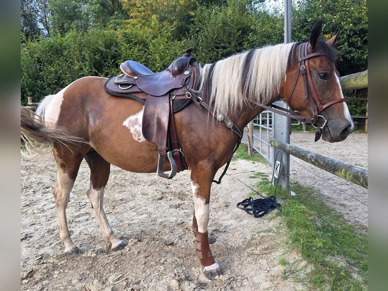 Paint Horse Klacz 3 lat 155 cm Tobiano wszelkich maści in Mettmann Paint Horse Klacz 3 lat 155 cm Tobiano wszelkich maści in Mettmann