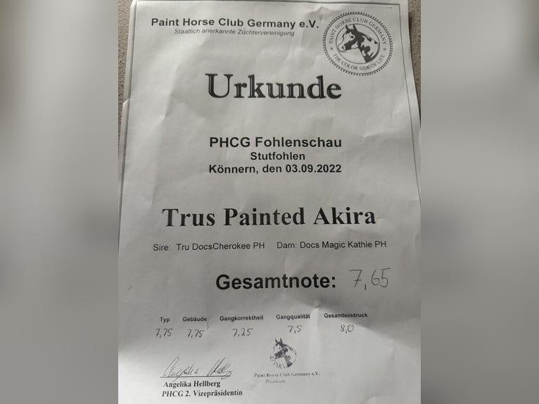 Paint Horse Klacz 3 lat Izabelowata in Biendorf