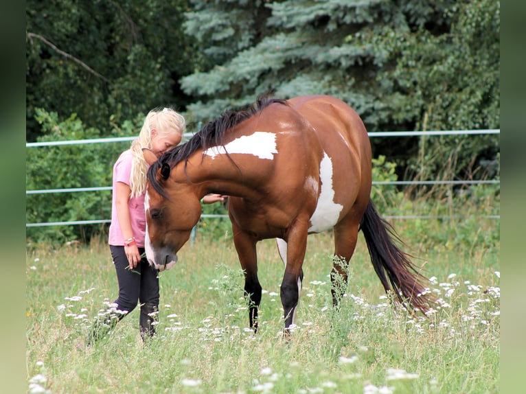 Paint Horse Klacz 4 lat 148 cm Overo wszelkich maści in Bautzen