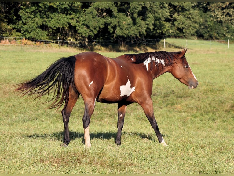 Paint Horse Klacz 4 lat 148 cm Overo wszelkich maści in Bautzen